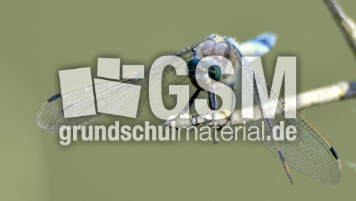 Blaugrüne Mosaikjungfer (10).jpg